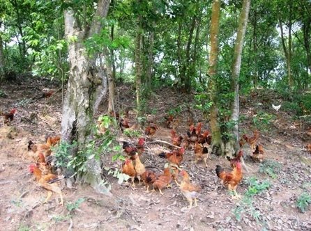 thanh trieu phu nho nuoi ga noi tha lan tren nui hinh anh 1