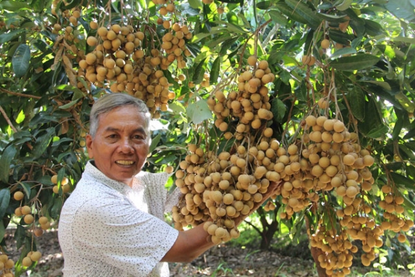 trồng nhãn