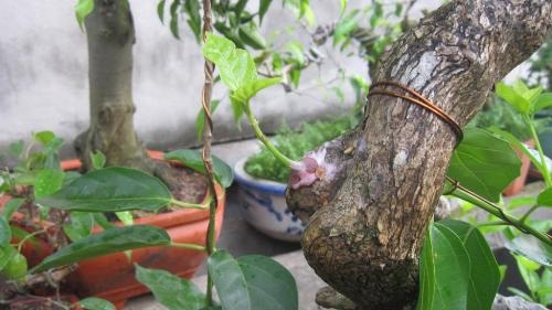 Trồng cây bonsai