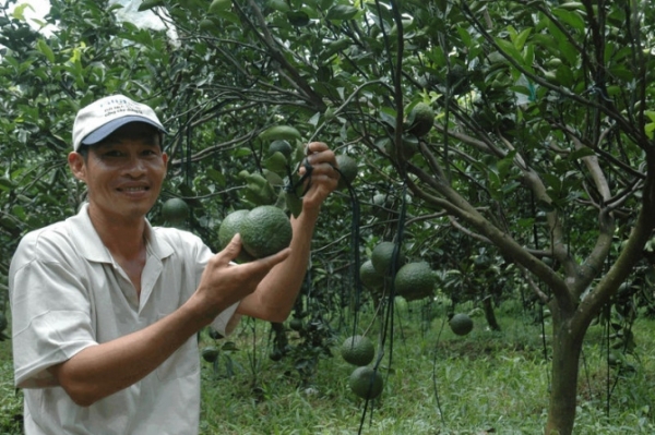 Trồng cam sành