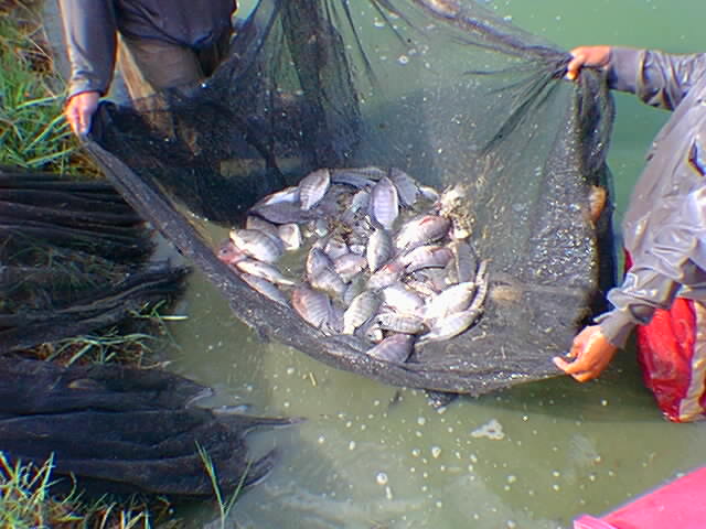 http://ag.arizona.edu/azaqua/philippines/Mar24_02.jpg